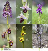 wilde orchideeën in